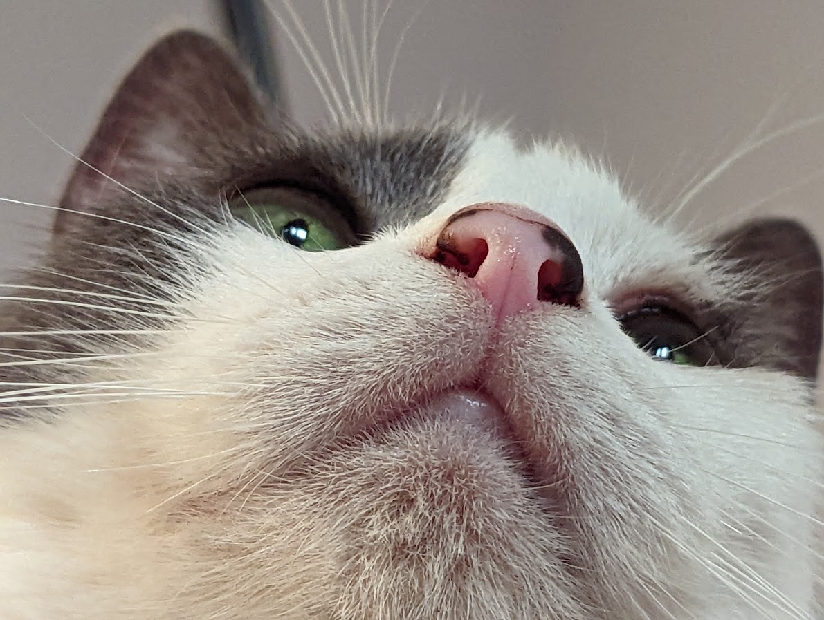 Munchkin
