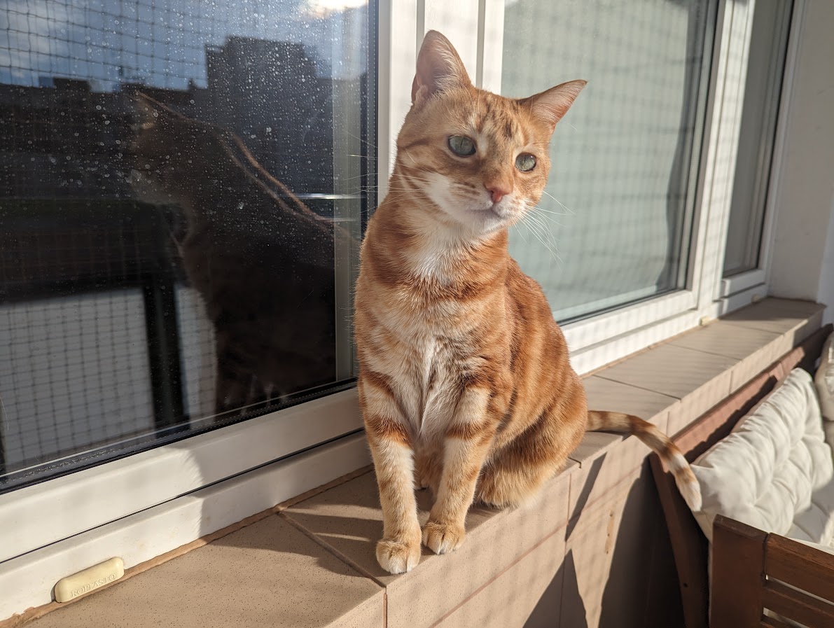 Mango